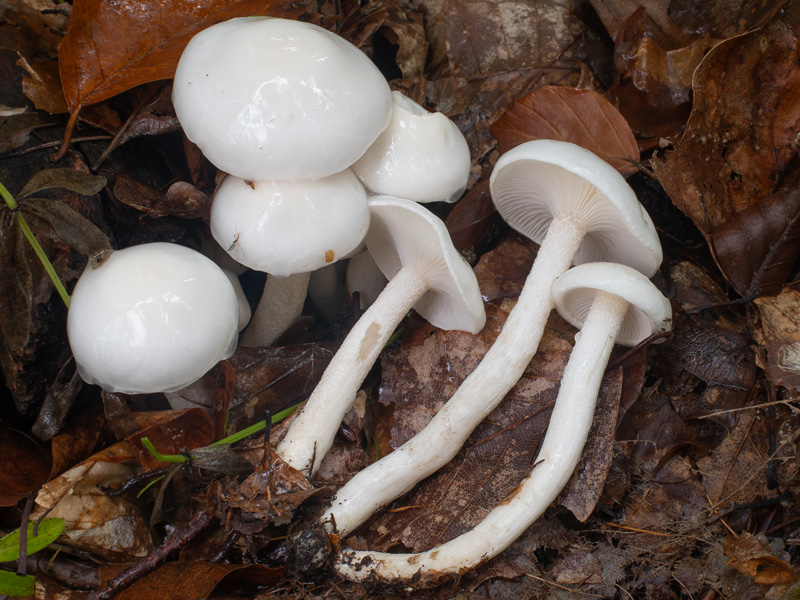 Hygrophorus eburneus